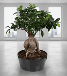 Bonsai �i�ek