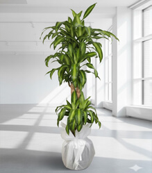 4l� Massengena