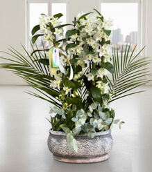 4 Dall� Beyaz Dendrobium Orkide