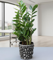 Zamia Bitkisi
