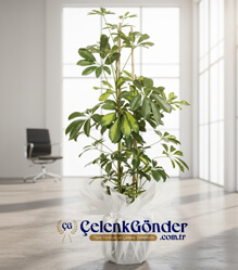 2li �eflera
