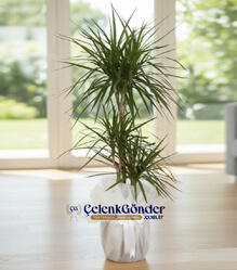 3l� Dracena Marginata