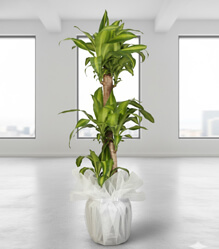 3l� Massengena